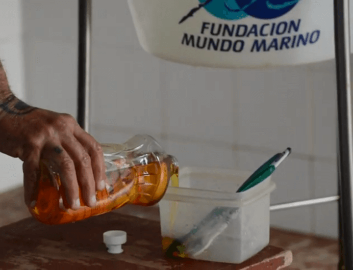 Mundo Marino : Lavamos a todos los pingüinos empetrolados