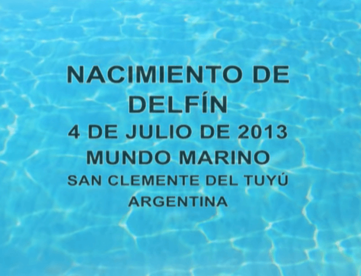 Mundo Marino : Nacimiento de delfín
