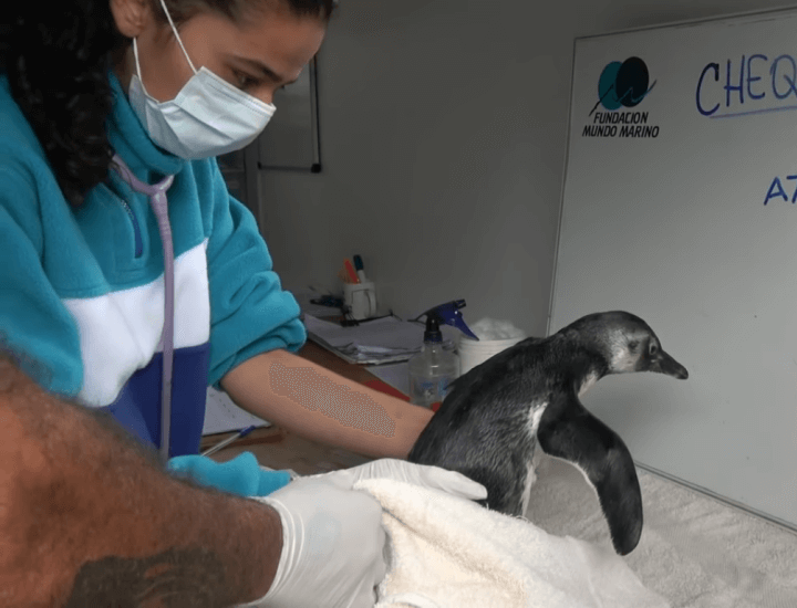 Mundo Marino : El pingüino cordobés, víctima del mascotismo, pudo regresar al mar