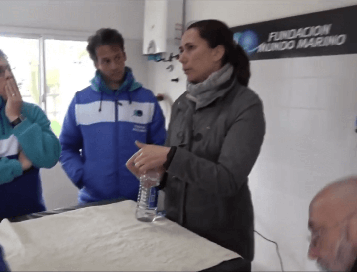 Mundo Marino : Reinsertamos 6 lobos marinos con rastreador