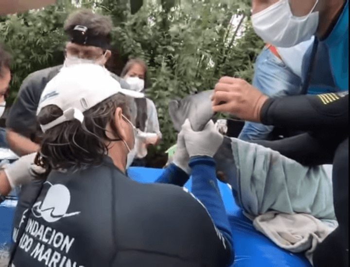 Mundo Marino : Rescate de marsopa de anteojos