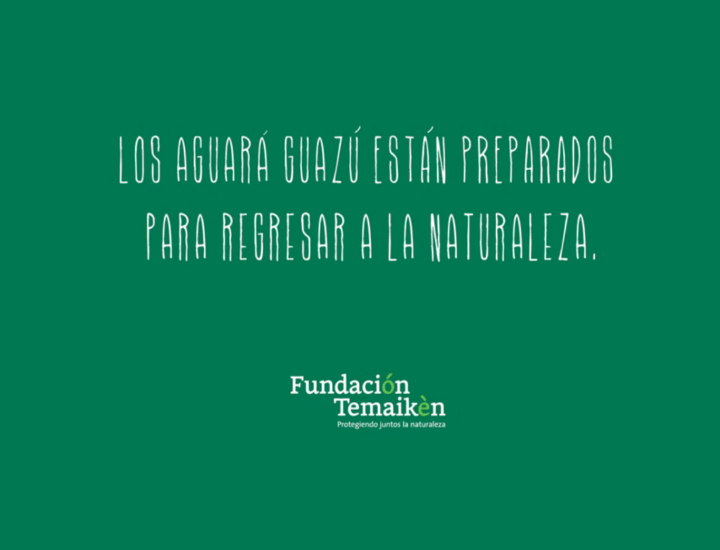 Temaikèn : Historia de Recuperación : Aguará Guazú